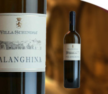 FALANGHINA